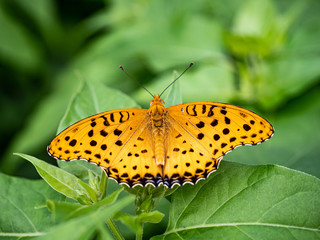 Obraz premium Argynnis hyperbius Indian fritillary butterfly on a leaf 9