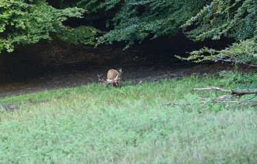 Deer stag in mating season is rolling in the mud on a meadow