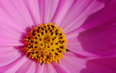 closeup yellow pollen of pink cosmos flower