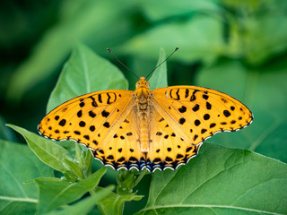Argynnis hyperbius Indian fritillary butterfly on a leaf 13