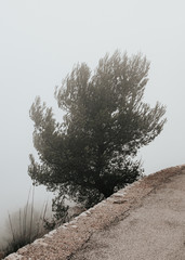 tree in fog beside pedestrian path