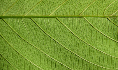 green leaves with vein texture