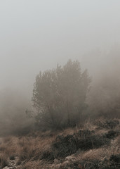 Obraz na płótnie Canvas tree in fog beside pedestrian path