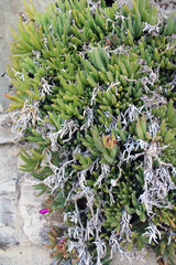 Pianta succulenta rampicante sulla pietra