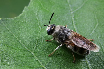 Diptera insects in nature