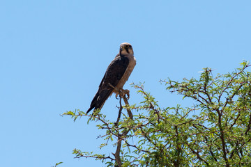 Faucon lanier,.Falco biarmicus, Lanner Falcon