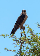 Faucon lanier,.Falco biarmicus, Lanner Falcon