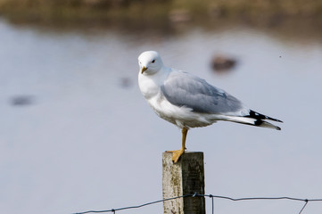 Obraz premium Mouette tridactyle,.Rissa tridactyla, Black legged Kittiwake