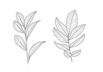 Leaves line single leaf and leaf pattern black Bring to color decorate on white background illustration  vector
