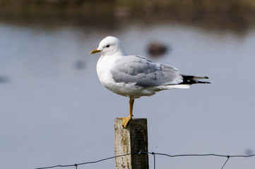 Mouette tridactyle,.Rissa tridactyla, Black legged Kittiwake