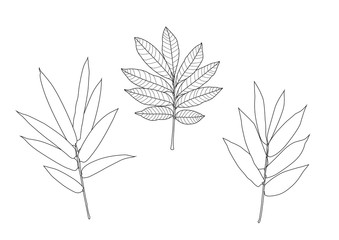 Leaves line single leaf and leaf pattern black Bring to color decorate on white background illustration  vector