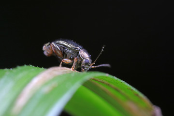 Beetles are in the natural environment