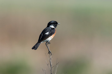 Tarier pâtre, Traquet pâtre, Saxicola rubicola,  European Stonechat