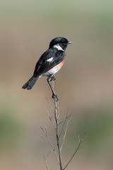 Tarier pâtre, Traquet pâtre, Saxicola rubicola,  European Stonechat