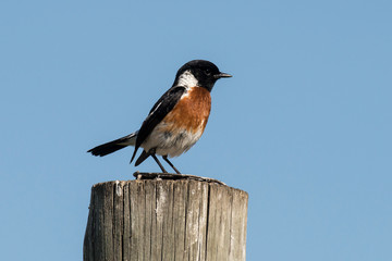 Tarier p&acirc;tre, Traquet p&acirc;tre, Saxicola rubicola,  European Stonechat