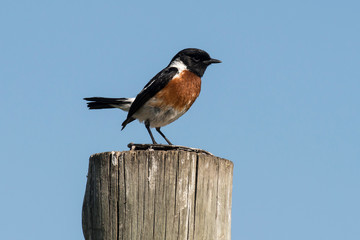 Tarier pâtre, Traquet pâtre, Saxicola rubicola,  European Stonechat