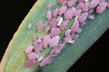 reed aphids on the leaves