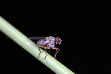Fly insects in the natural environment
