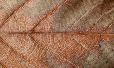 Fototapeta premium dry brown teak leaves texture