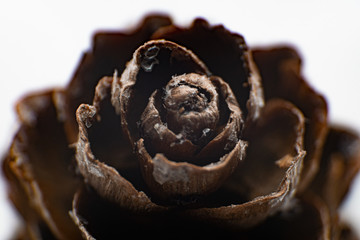 Close-up of a cone as christmas decoration