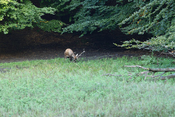 Deer stag in mating season is rolling in the mud on a meadow