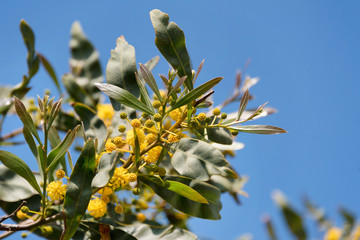 Blooming mimosa tree or acacia bunch over blue sky. Mimosa spring flowers easter background.
