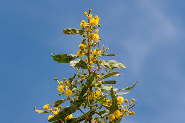 Blooming mimosa tree or acacia bunch over blue sky. Mimosa spring flowers easter background.