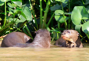 Giant River Otters playing with a good view of one otter face, in the pantanal, Mato Grosso Brazil.