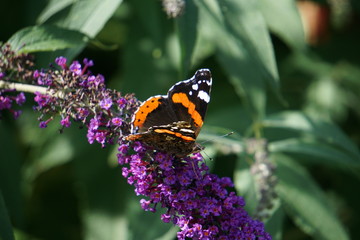 Red admiral on buddleja