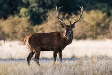 Red deer rut season, La Pampa, Argentina