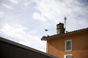 Pigeon maison