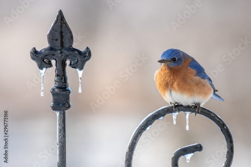 A Gorgeous Male Eastern Bluebird Perches On A Feeder Hook Coated