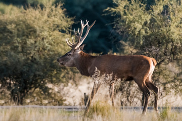 Red deer rut season, La Pampa, Argentina