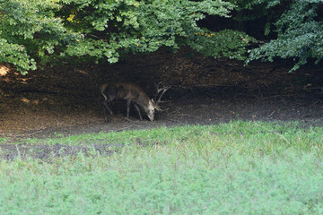 Deer comes out of the forest on a mud in time rut