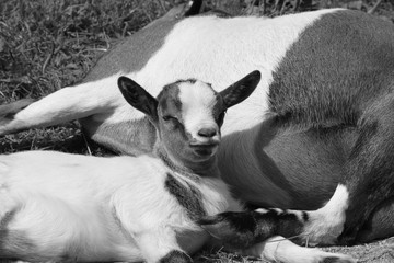 Ziegenbaby an Mutter