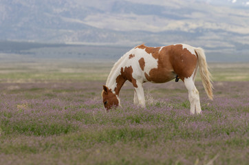 Fototapeta na wymiar Beautiful wild Horse in Spring in the Utah desert