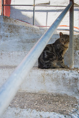 cat on the stair