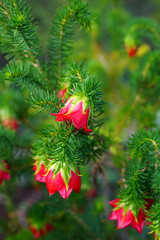 View of a red Gillham’s Bell (Darwinia Oxylepis) flower in Australia