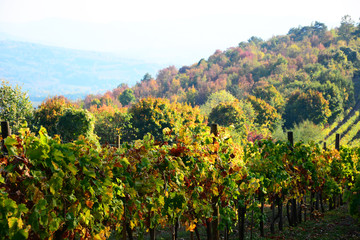 vineyard in france