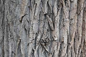 rough bark of an old tree