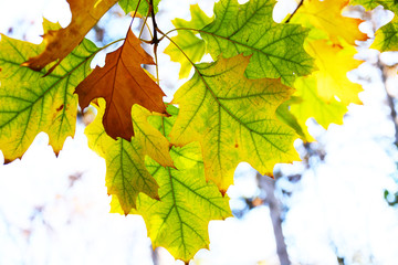 autumn leaves on green background