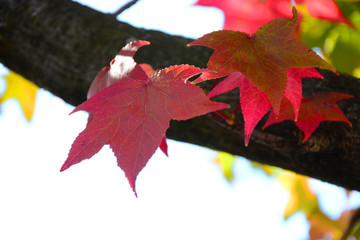 autumn leaves on a black background