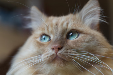 Portrait of a big red Siberian cat. An adult male with a sad expression of green eyes looks to the right.