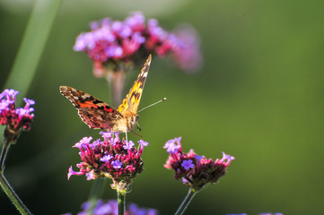 Painted Lady Butterfly