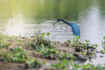 Little Blue Heron,egretta caerulea,Pantanal, Brazil