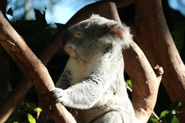 Koala in tree
