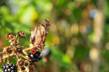 Close Up of Comma Butterfly