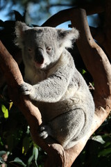 Koala in tree