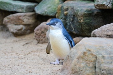Little penguin in zoo 