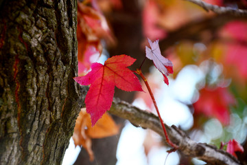 red autumn leaves